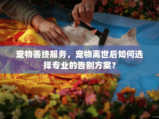 宠物善终服务，宠物离世后如何选择专业的告别方案？
