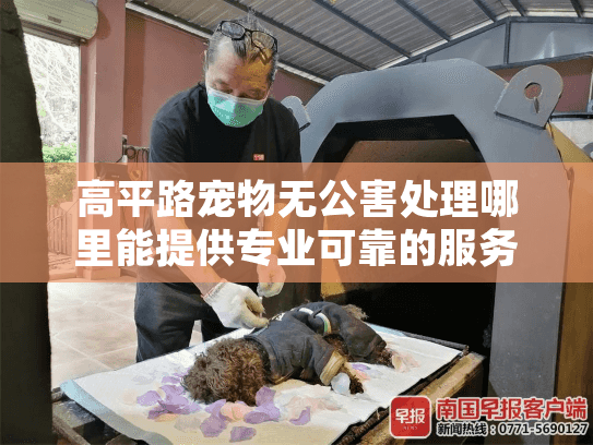 高平路宠物无公害处理哪里能提供专业可靠的服务？告别时刻的安心选择