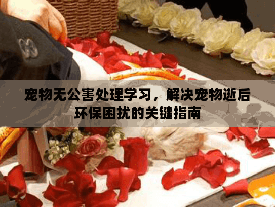 宠物无公害处理学习，解决宠物逝后环保困扰的关键指南