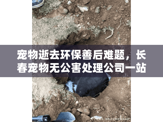 宠物逝去环保善后难题，长春宠物无公害处理公司一站式解决