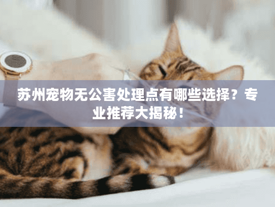苏州宠物无公害处理点有哪些选择？专业推荐大揭秘！