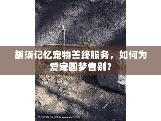 胡须记忆宠物善终服务，如何为爱宠圆梦告别？