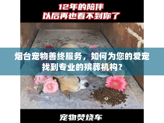 烟台宠物善终服务，如何为您的爱宠找到专业的殡葬机构？