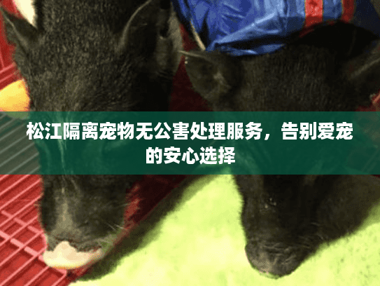 松江隔离宠物无公害处理服务，告别爱宠的安心选择