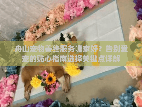 舟山宠物善终服务哪家好？告别爱宠的贴心指南选择关键点详解