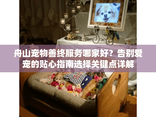 舟山宠物善终服务哪家好？告别爱宠的贴心指南选择关键点详解