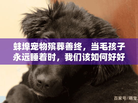 蚌埠宠物殡葬善终，当毛孩子永远睡着时，我们该如何好好告别？