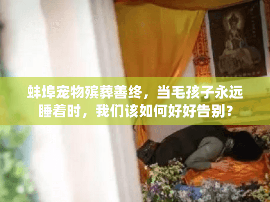 蚌埠宠物殡葬善终，当毛孩子永远睡着时，我们该如何好好告别？