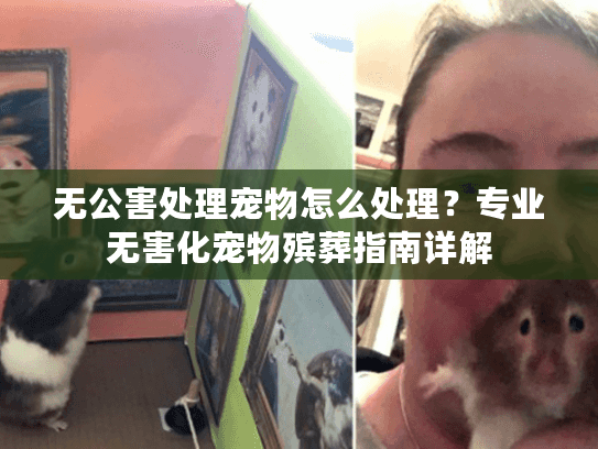 无公害处理宠物怎么处理？专业无害化宠物殡葬指南详解