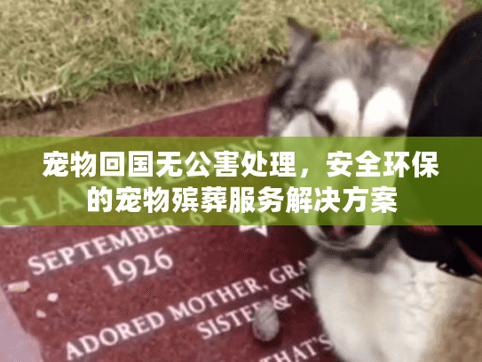 宠物回国无公害处理，安全环保的宠物殡葬服务解决方案