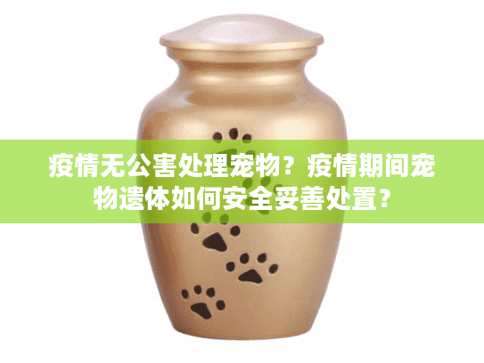 疫情无公害处理宠物？疫情期间宠物遗体如何安全妥善处置？