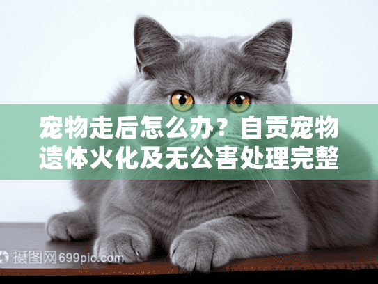 宠物走后怎么办？自贡宠物遗体火化及无公害处理完整指南