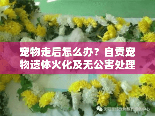宠物走后怎么办？自贡宠物遗体火化及无公害处理完整指南