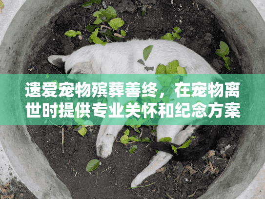 遗爱宠物殡葬善终,在宠物离世时提供专业关怀和纪念方案