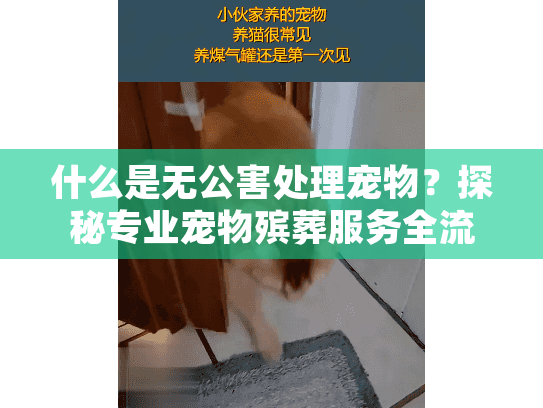 什么是无公害处理宠物？探秘专业宠物殡葬服务全流程
