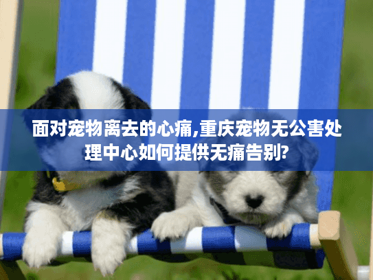 面对宠物离去的心痛,重庆宠物无公害处理中心如何提供无痛告别?