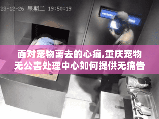 面对宠物离去的心痛,重庆宠物无公害处理中心如何提供无痛告别?
