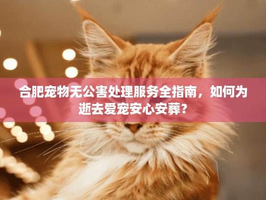 合肥宠物无公害处理服务全指南，如何为逝去爱宠安心安葬？