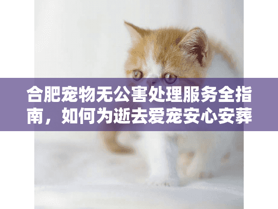 合肥宠物无公害处理服务全指南，如何为逝去爱宠安心安葬？