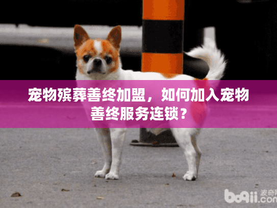 宠物殡葬善终加盟，如何加入宠物善终服务连锁？