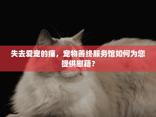 失去爱宠的痛，宠物善终服务馆如何为您提供慰藉？