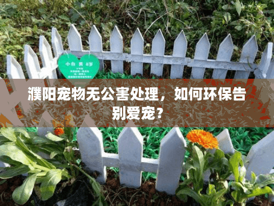 濮阳宠物无公害处理，如何环保告别爱宠？