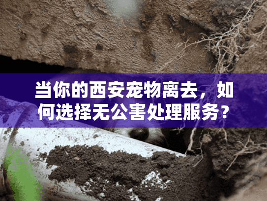 当你的西安宠物离去，如何选择无公害处理服务？