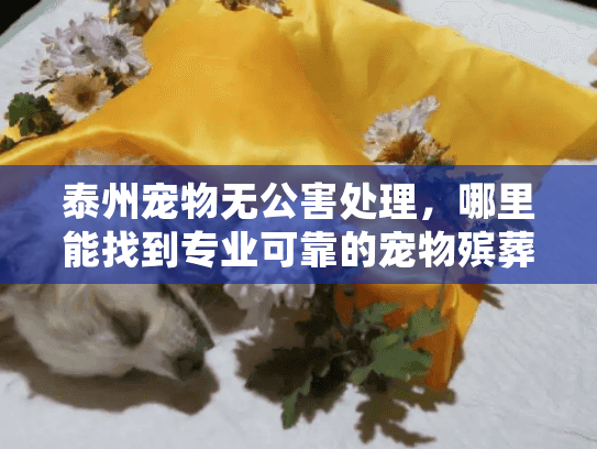 泰州宠物无公害处理，哪里能找到专业可靠的宠物殡葬服务？