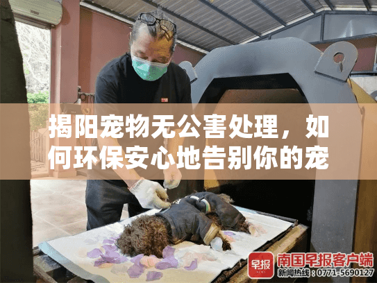 揭阳宠物无公害处理，如何环保安心地告别你的宠物伙伴？
