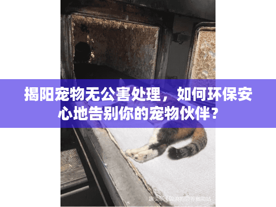 揭阳宠物无公害处理，如何环保安心地告别你的宠物伙伴？