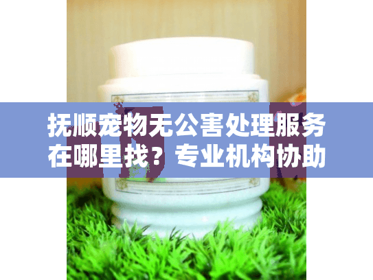 抚顺宠物无公害处理服务在哪里找？专业机构协助告别爱宠