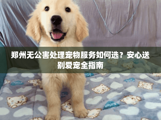 郑州无公害处理宠物服务如何选？安心送别爱宠全指南