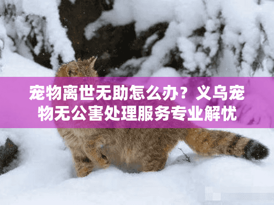 宠物离世无助怎么办？义乌宠物无公害处理服务专业解忧