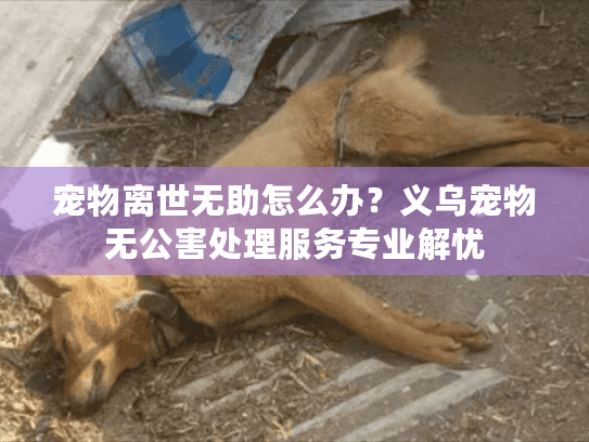 宠物离世无助怎么办？义乌宠物无公害处理服务专业解忧