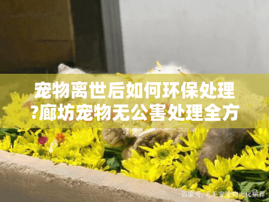宠物离世后如何环保处理?廊坊宠物无公害处理全方位指南