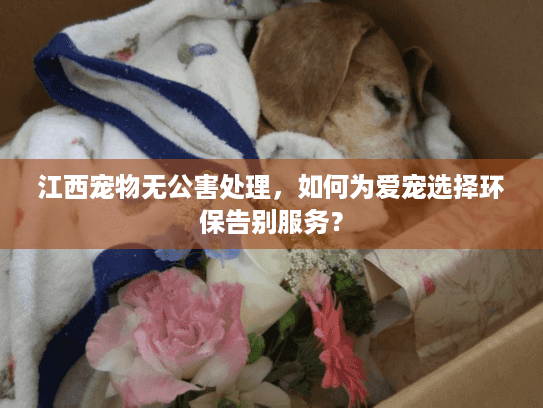 江西宠物无公害处理，如何为爱宠选择环保告别服务？