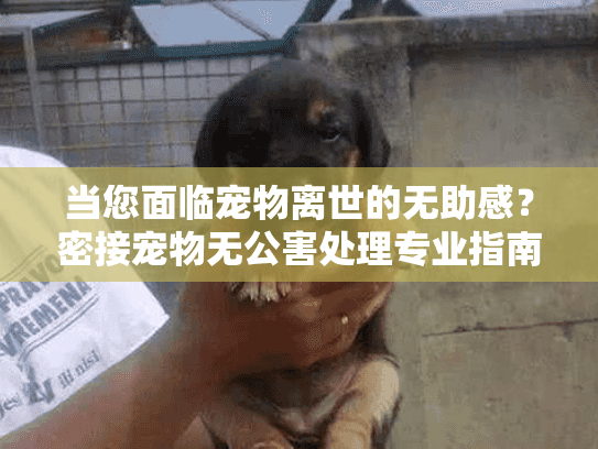当您面临宠物离世的无助感？密接宠物无公害处理专业指南助您安心告别