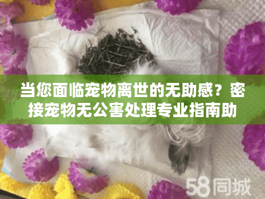 当您面临宠物离世的无助感？密接宠物无公害处理专业指南助您安心告别