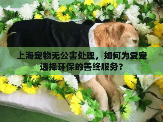 上海宠物无公害处理，如何为爱宠选择环保的善终服务？