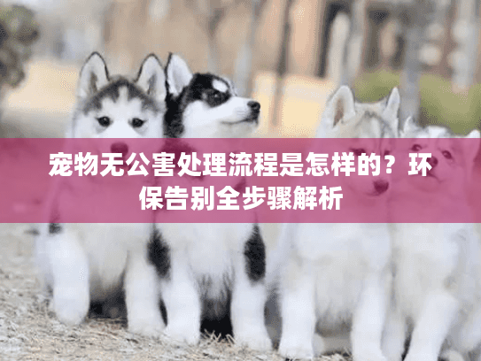 宠物无公害处理流程是怎样的？环保告别全步骤解析