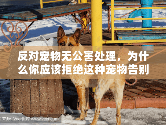 反对宠物无公害处理，为什么你应该拒绝这种宠物告别方式？
