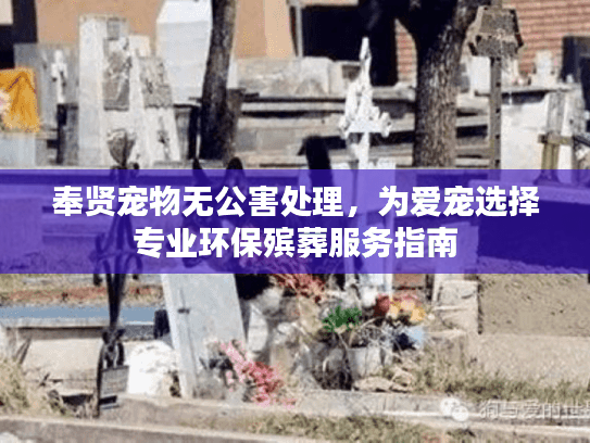 奉贤宠物无公害处理，为爱宠选择专业环保殡葬服务指南