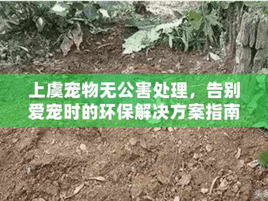 上虞宠物无公害处理，告别爱宠时的环保解决方案指南