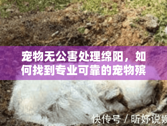 宠物无公害处理绵阳，如何找到专业可靠的宠物殡葬服务？