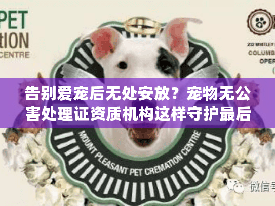 告别爱宠后无处安放？宠物无公害处理证资质机构这样守护最后尊严