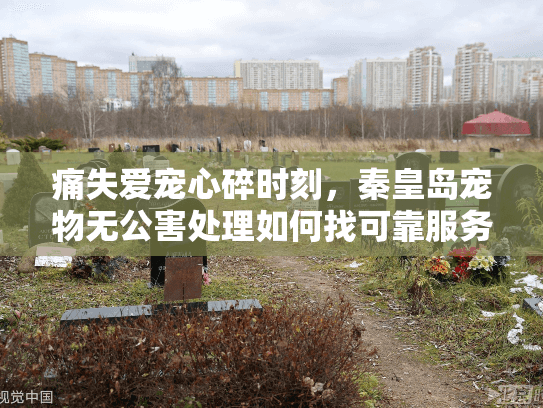 痛失爱宠心碎时刻，秦皇岛宠物无公害处理如何找可靠服务？