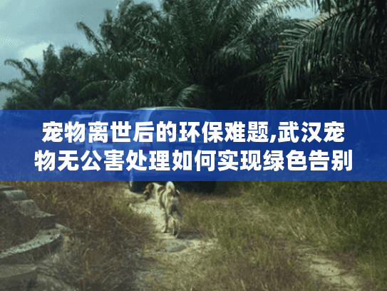 宠物离世后的环保难题,武汉宠物无公害处理如何实现绿色告别?