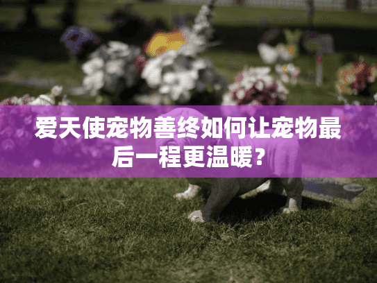 爱天使宠物善终如何让宠物最后一程更温暖？