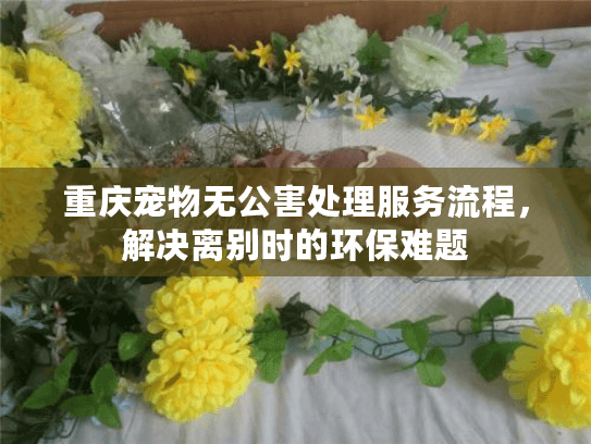 重庆宠物无公害处理服务流程，解决离别时的环保难题