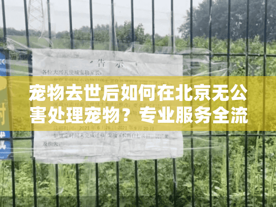 宠物去世后如何在北京无公害处理宠物？专业服务全流程指南
